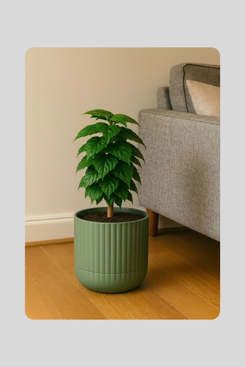 4 No Zeraf Saksı K264