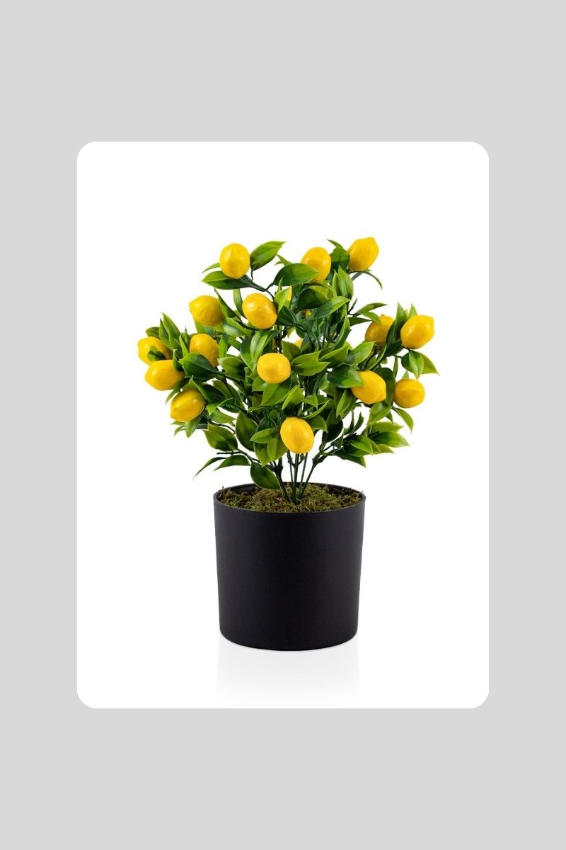 Yapay Saksılı Meyve Ağacı K873-E66-A186-G251